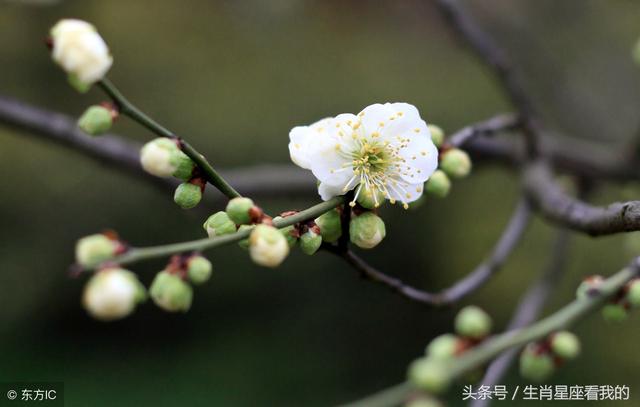 属龙人43岁一生命运，属龙人一生时辰与命运