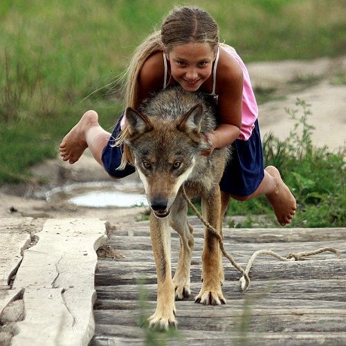 如何与动物友好相处，人类怎样与动物友好相处