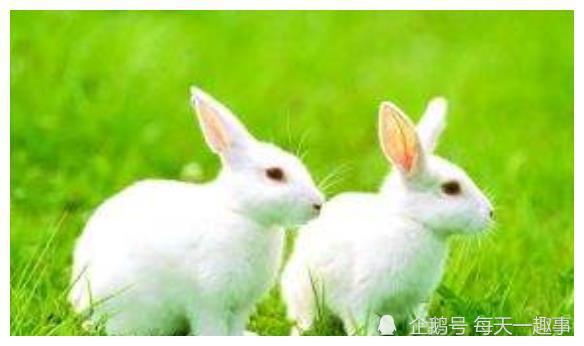 属兔的今年多少岁数啊，属兔的今年多少岁2022 年