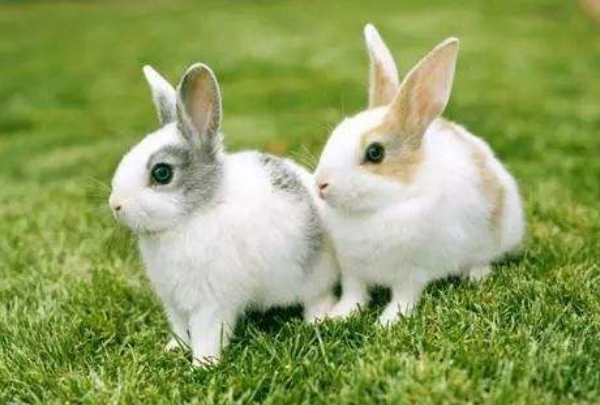 属兔人更佳婚配属相，属兔的跟什么属相最配