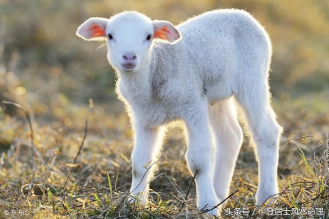 8岁属羊是哪年出生的，辨别羊年龄的