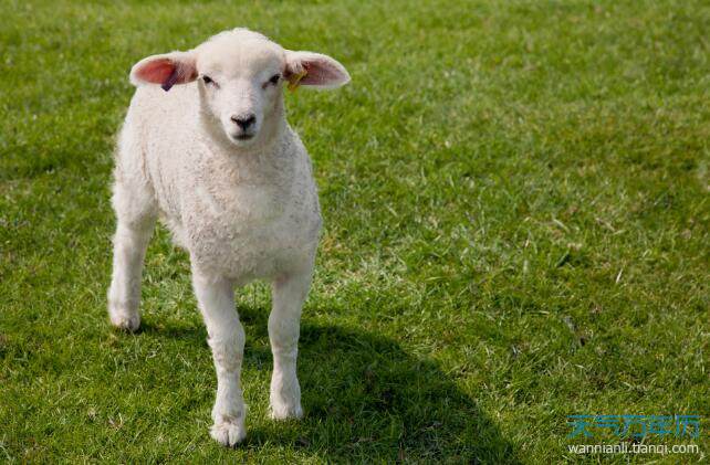 属羊的什么时候出生更好命，属羊几点出生的人命更好