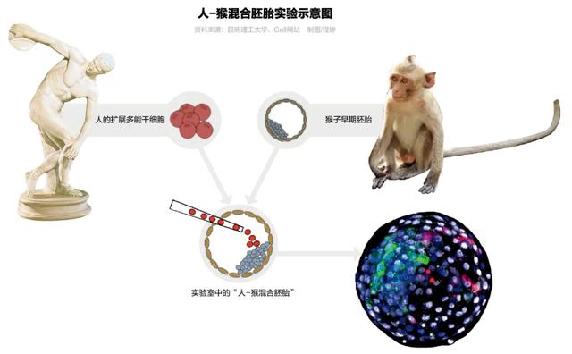 2女猴95猪结婚好不好，生辰八字五行查询"