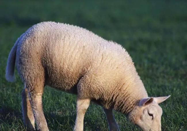 属羊的什么时候出生更好命，属羊几点出生的人命更好