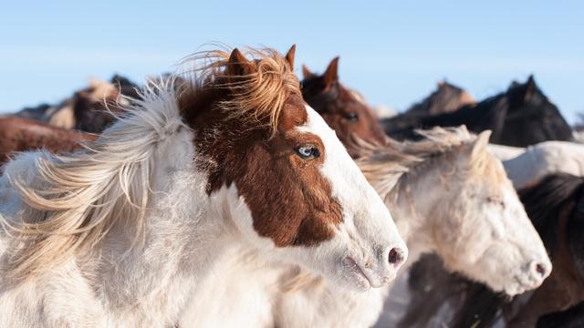 马是怎么繁殖后代的，繁殖能力最强的动物