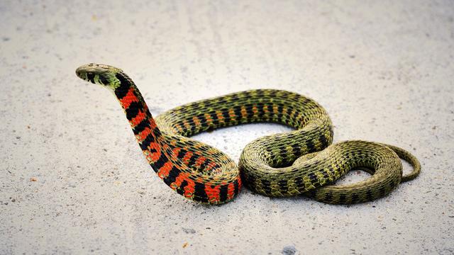 蛇和虎在一起会影响财运吗，虎和蛇相配婚姻财运