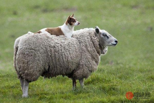 属羊和羊相配婚姻如何，女羊和男羊属相配婚姻如何