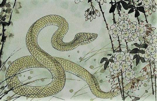 属蛇的一月出生好不好，出生于正月的蛇好吗