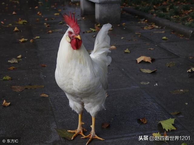 1年生肖鸡今日运势梦见拉屎，梦见小鸡拉屎在身上"