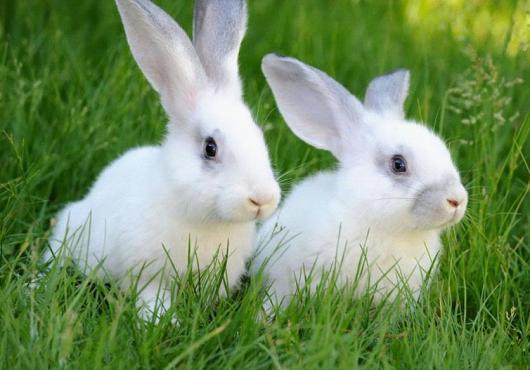 975年属兔人运势2022，1975年兔子在2022
