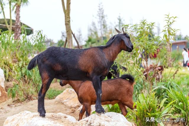 991属羊最忌几月出生，十羊九不全,在女不在男"