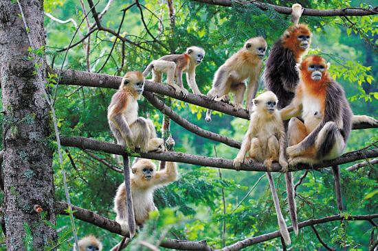 猴子和猴子怎么配，母猴子的生殖和人区别