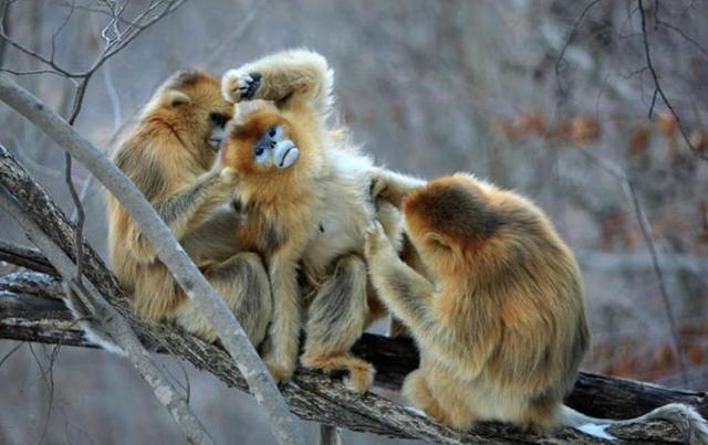 猴子和猴子怎么配，母猴子的生殖和人区别