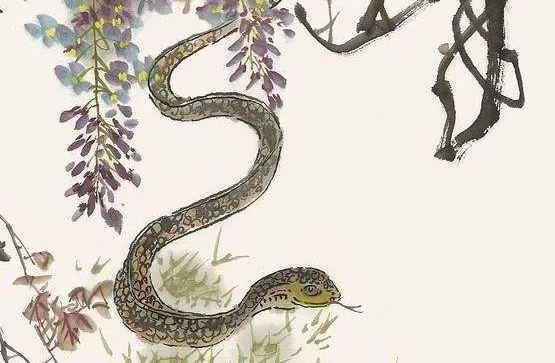属蛇的几几年生的，属龙的几几年出生的
