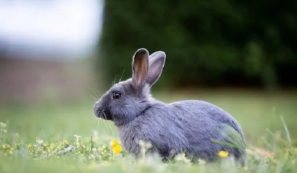 属兔和属兔相冲吗，兔男和兔女合适结婚吗