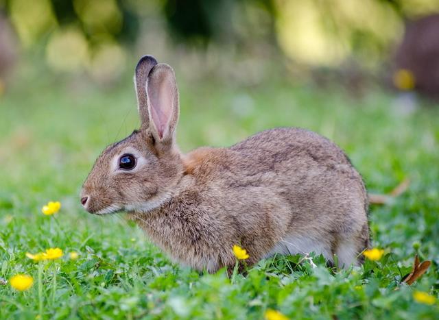 属兔的今年多大，属兔的年龄表2022 虚岁