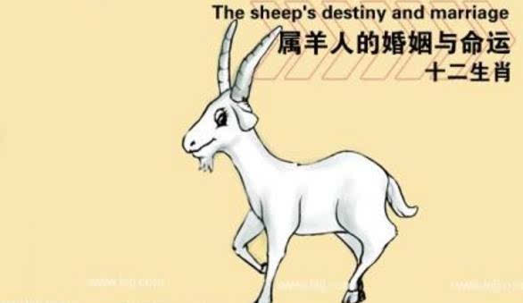 属羊一辈子命运怎么样，79年属羊人的终生寿命