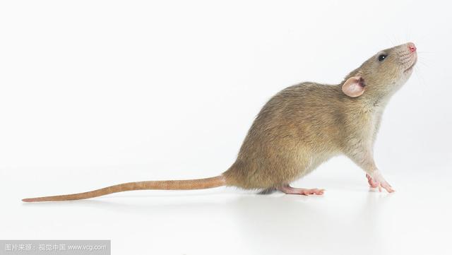 属鼠人的贵人是什么生肖，61岁2022 年属鼠的贵人属相