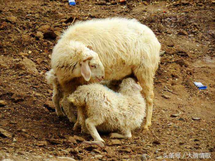 男属羊与女属羊婚姻状况，1991的男羊和女羊配吗