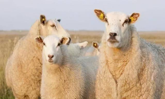 022属羊的多少岁，79年属羊2022年每月运势"