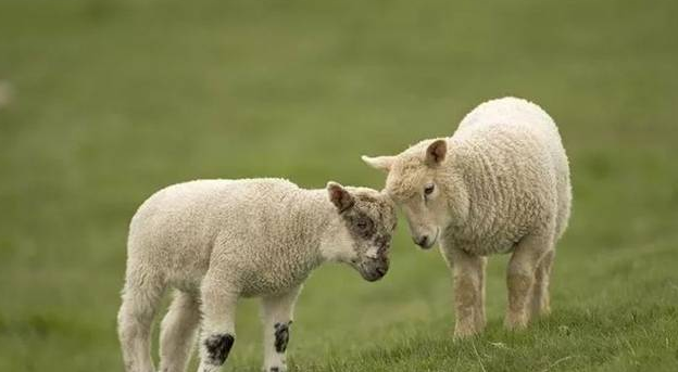 属羊2022年多少岁，79属羊2022年运势及运程