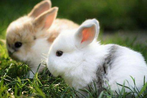 属兔的和什么犯冲，属兔和属兔的合不合