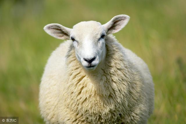 9年羊一生运势怎样，79年羊运势"