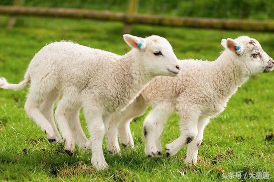 属羊的人的贵人是什么属相，羊是哪个生肖的贵人