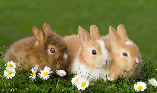 5的兔子是苦命兔，75年兔的后半婚姻"