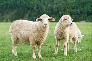 属羊人的贵人属相是什么，属羊人离不开的两个贵人是谁