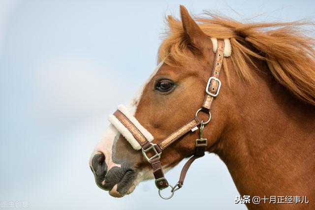 怎么知道自己是什么生肖，怎么知道一个人属什么生肖