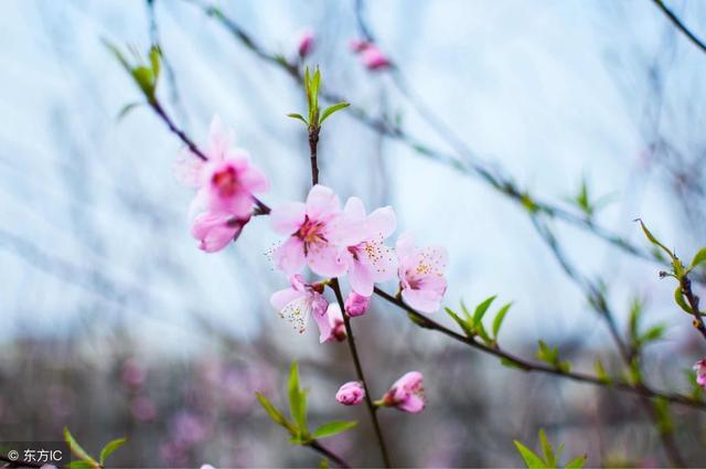 1年属猪桃花运如何，71年猪女的桃花运"