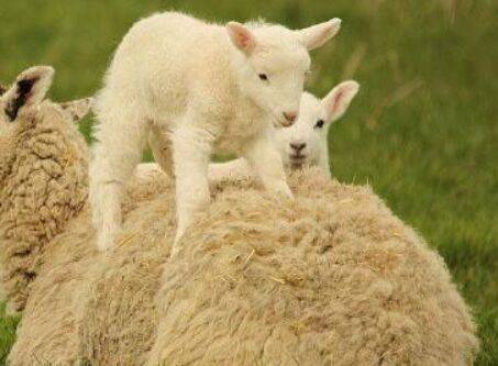 属羊的是哪一年出生的多大，60多岁属羊的是哪一年出生的