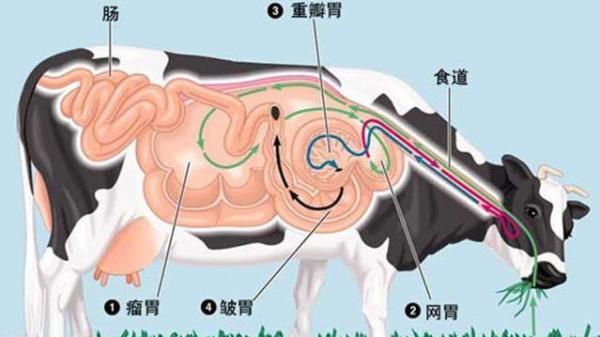 1年的羊妈妈生牛宝宝好吗，属羊怀了牛宝宝怎么办"