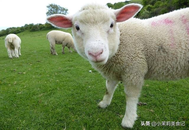 猪的舒服还是羊的舒服，怎样日羊让羊不动