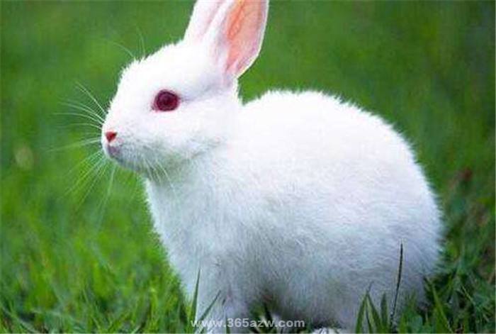 请问属兔的什么时候出生的更好，87年属兔34岁有一劫2022