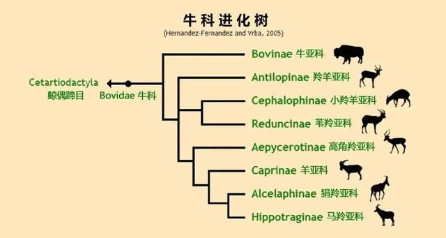 属羊的可以生牛宝宝，父母属猴生牛宝宝好吗