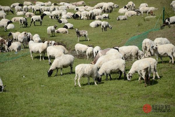属羊男最配的属相是什么，属羊配什么属相更好