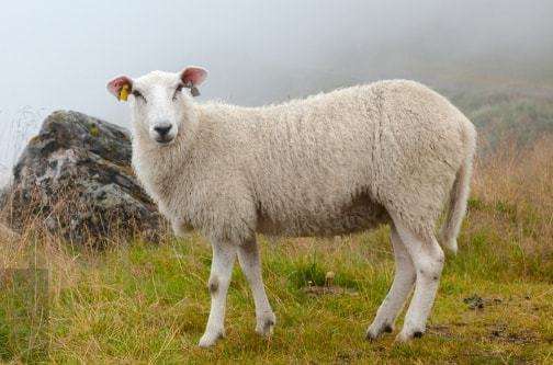 属羊52岁67羊，1967818羊的寿命