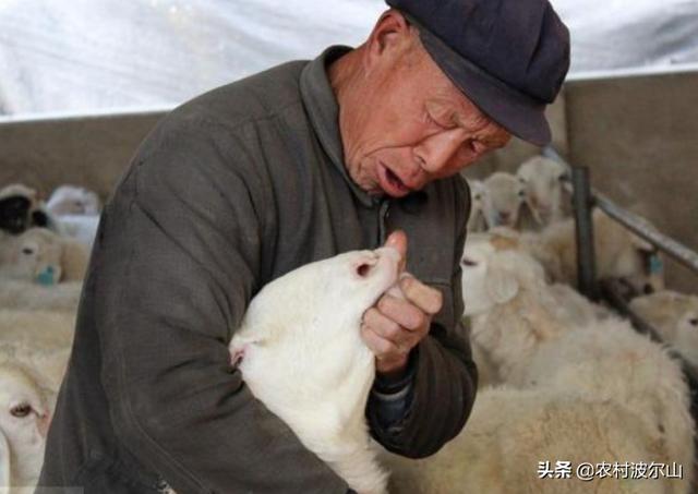什么命的人不适合养羊，农村圈养养羊技术大全
