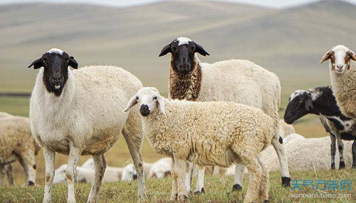 1年属羊女和属羊男相配吗，11月属羊女和属羊男能喝号码"