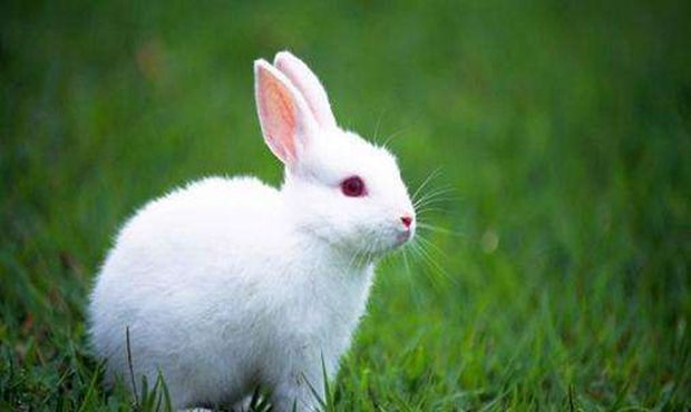 属兔找对象属什么好，兔的更佳配偶属相年龄