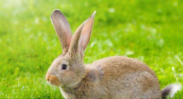 属兔配对什么生肖更好，兔最怕十二生肖什么动物