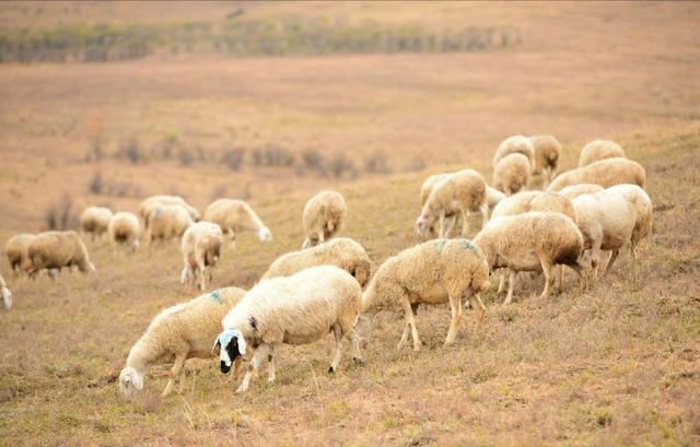 羊的俗语有哪些，固定俗语有哪些