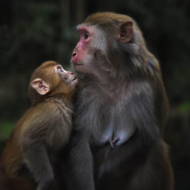 生肖猴一生躲不过的克星，92年属猴人晚婚有多晚