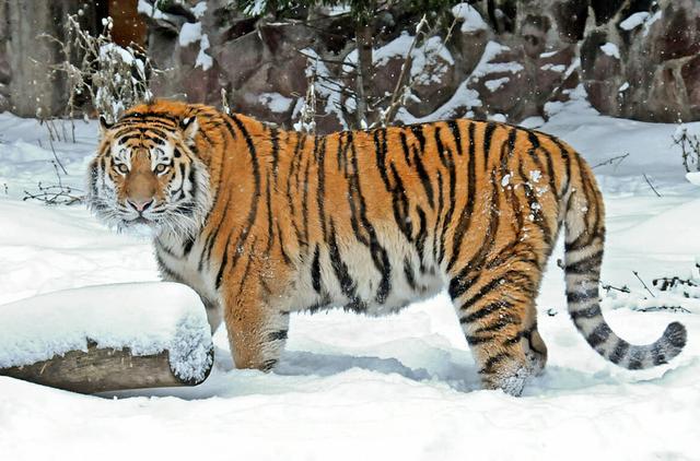 生肖老虎是那几年的，虎出生有哪些年