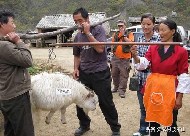 什么命的人不适合养羊，农村圈养养羊技术大全