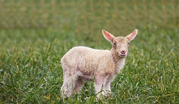 属羊的人哪个月出生命更好，属羊出生在哪几个月大富大贵