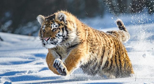 生肖老虎是那几年的，虎出生有哪些年