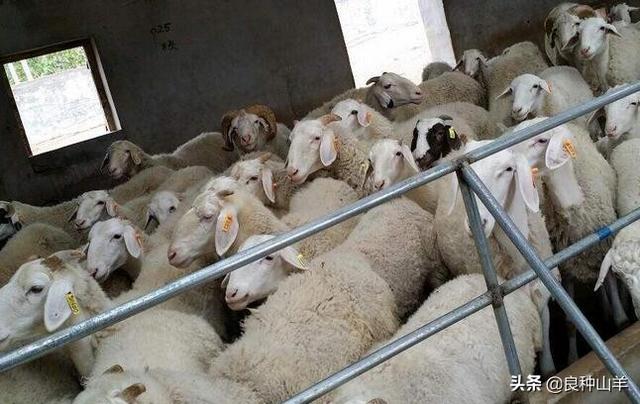 什么时候的羊更好，属羊人最富贵的出生日